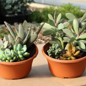 jardin succulentes assortis (soleil) pot de plastiques