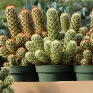 mammillaria elongata