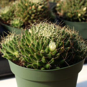 mammillaria camptotricha