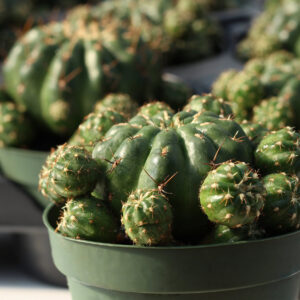 matucana polzii