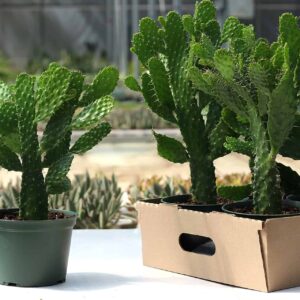 opuntia consolea falcata