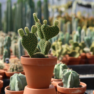 opuntia microdasys cristata