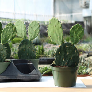 opuntia engelmanii