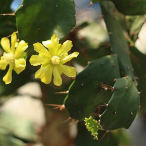 opuntia brasiliensis