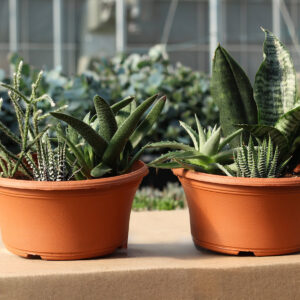jardin succulentes assortis (ombre) pot de plastiques