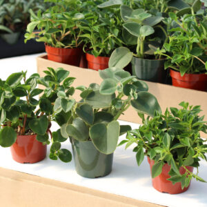 peperomia assortis