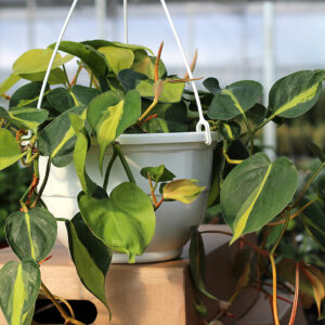 philodendron assortis