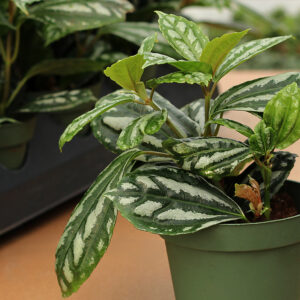 pilea cardieri
