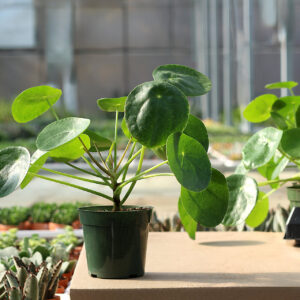 pilea peperomidoides