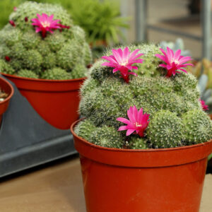 rebutia violaciflora