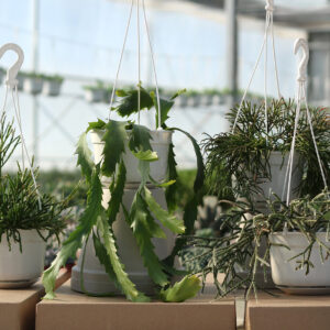 rhipsalis assortis