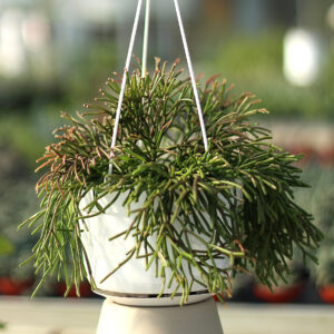 rhipsalis baccifera