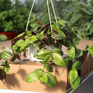 tradescantia discolor