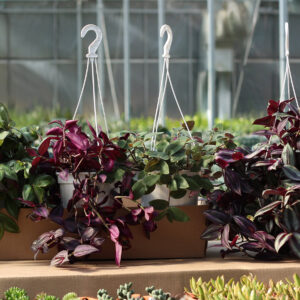 tradescantia assortis