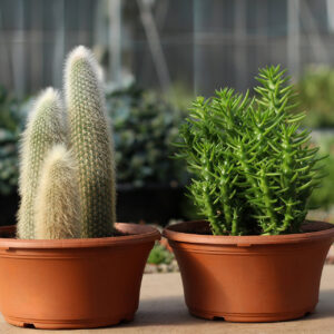 trio cactus assortis