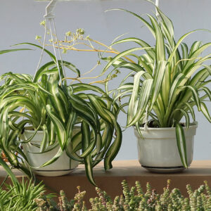 chlorophytum assortis