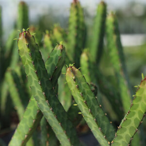 euphorbe heterochroma