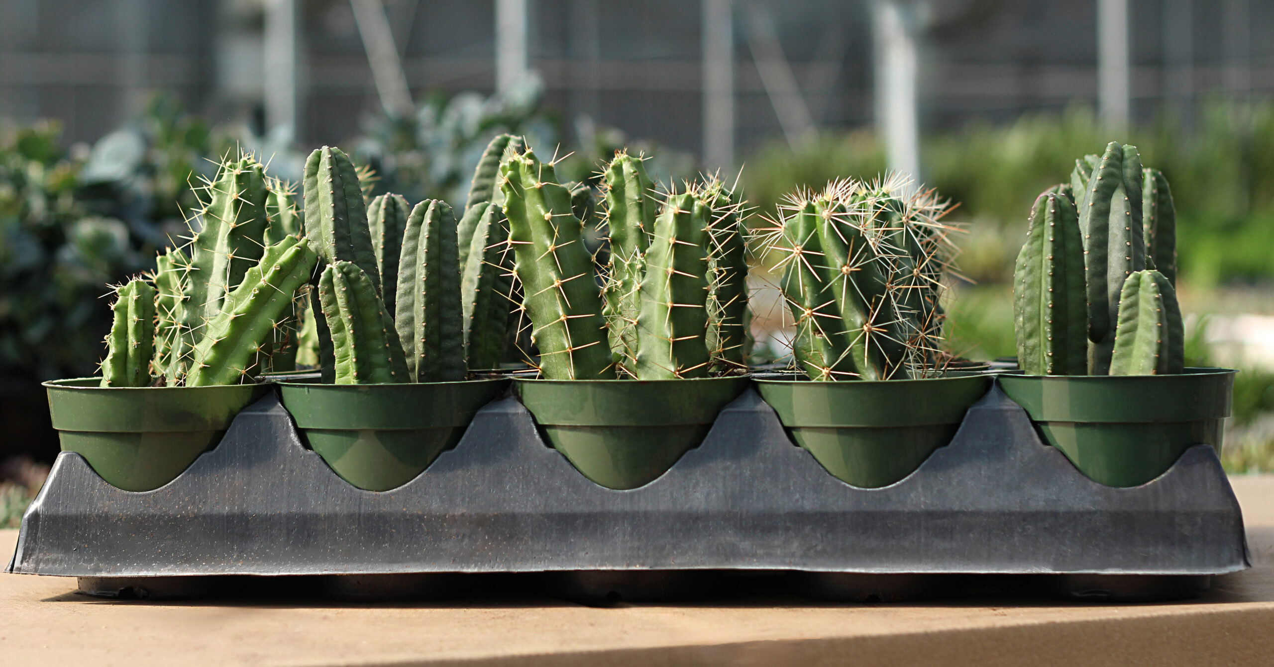 echinocereus assortis
