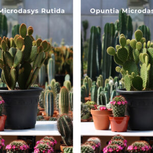 opuntia microdasys assortis